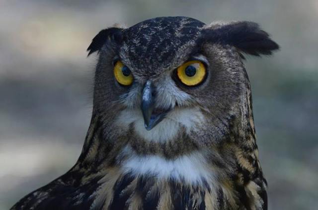 alberto lideo falconiere - foto falco 01 nella terra di ezzelino 2016.jpg