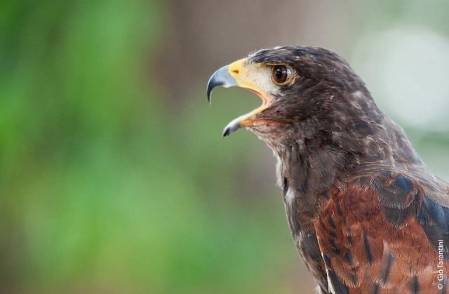 alberto lideo falconiere - foto falco 05 nella terra di ezzelino 2016.jpg