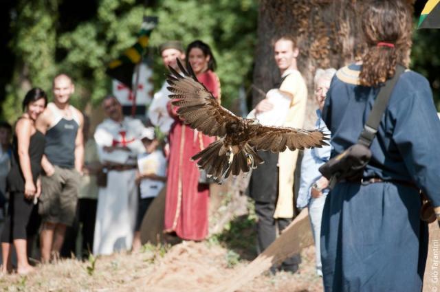 alberto lideo falconiere - foto falco 06 nella terra di ezzelino 2016